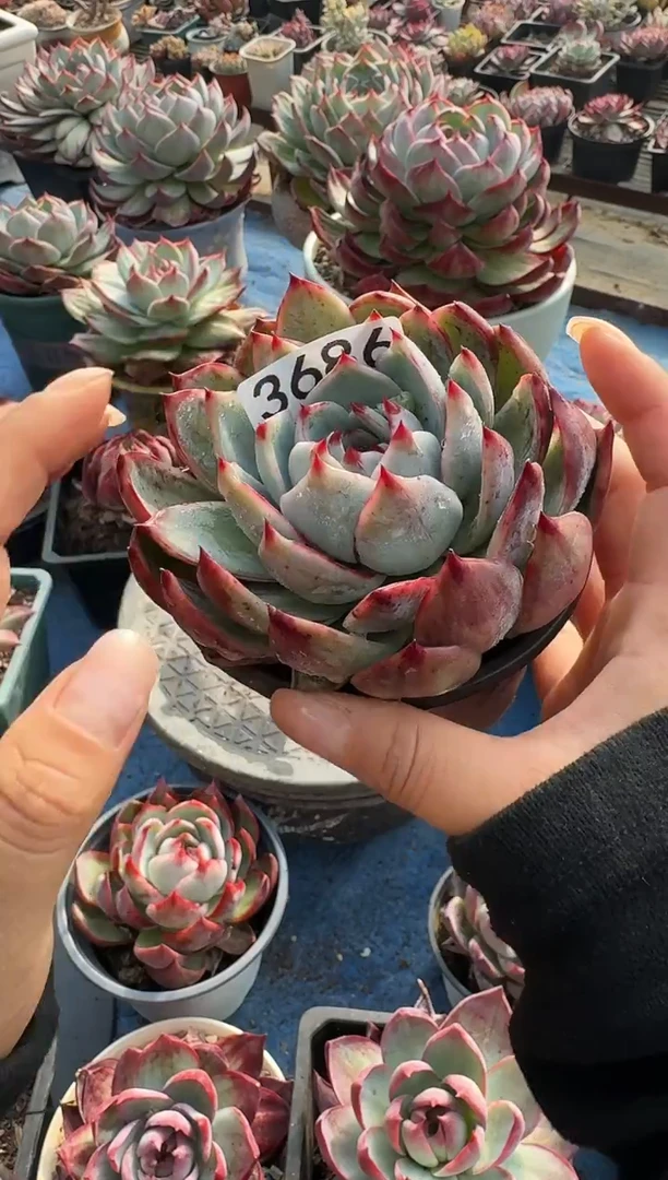 3686惊鸿仙子（裸根发货）