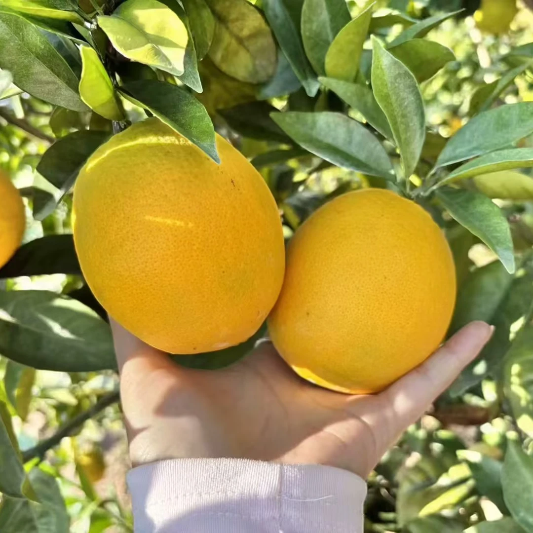 正宗赣南脐橙 新鲜现摘 皮薄香甜产地直发应季水果