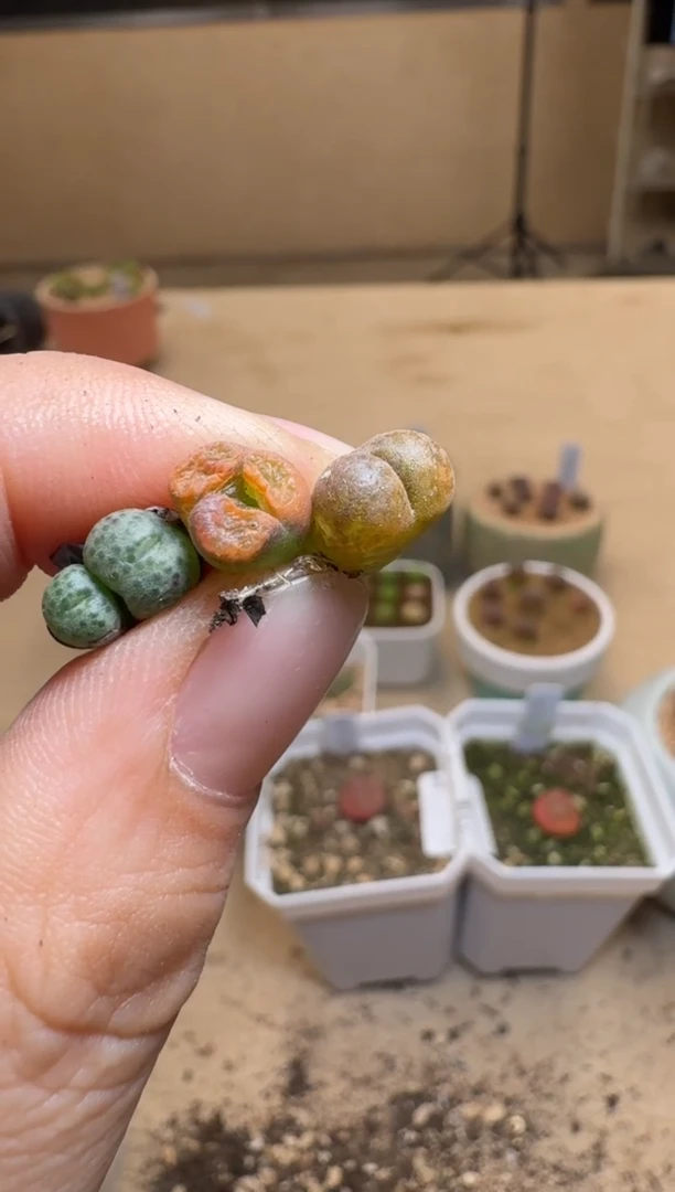 【闪购商品】1/24-222