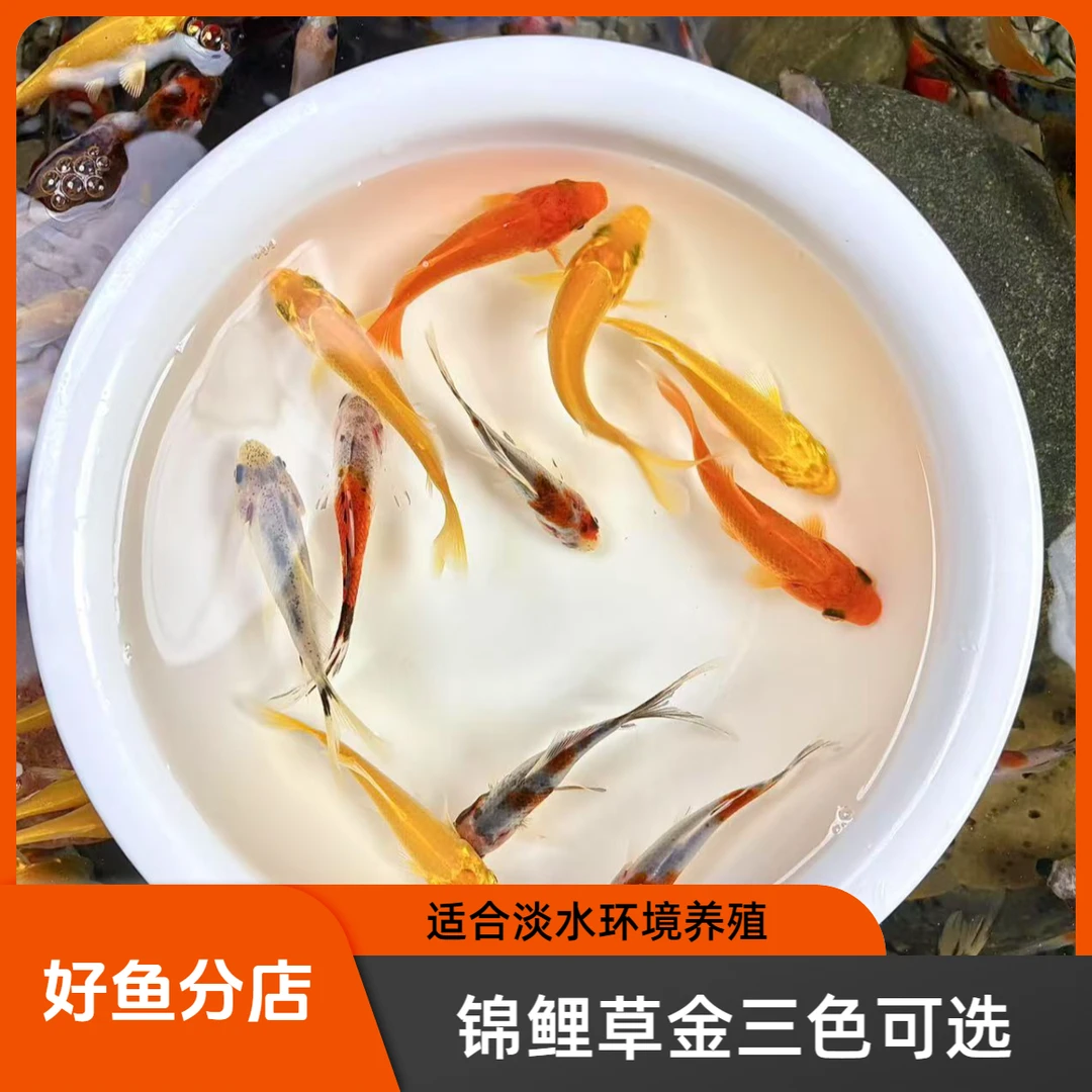 【三色自选】稍大锦鲤草金冷水鱼观赏鱼好活耐养