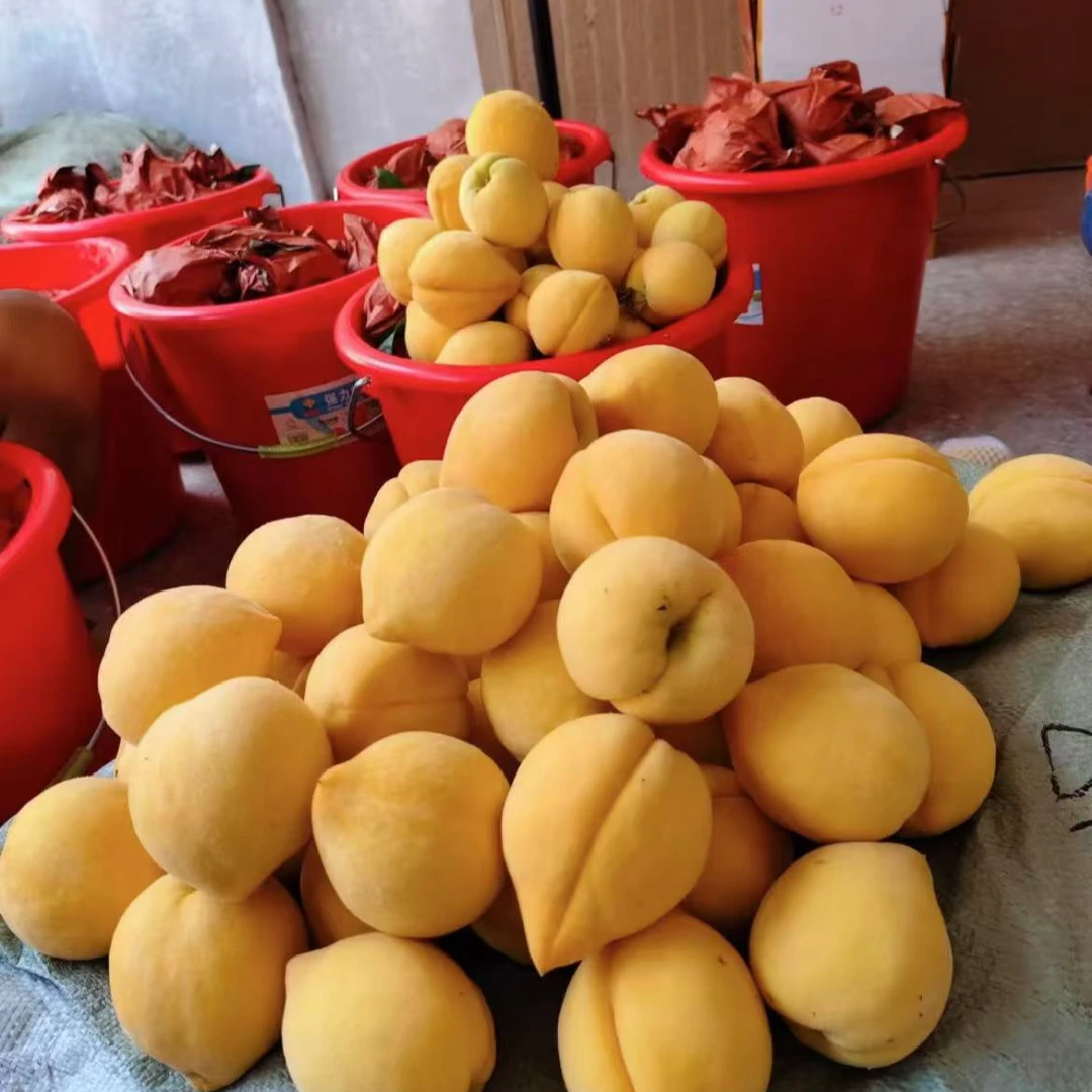 【现摘现发】枣阳金凤黄桃脆甜多汁/脆软两吃黄桃/黄金蜜/脆甜