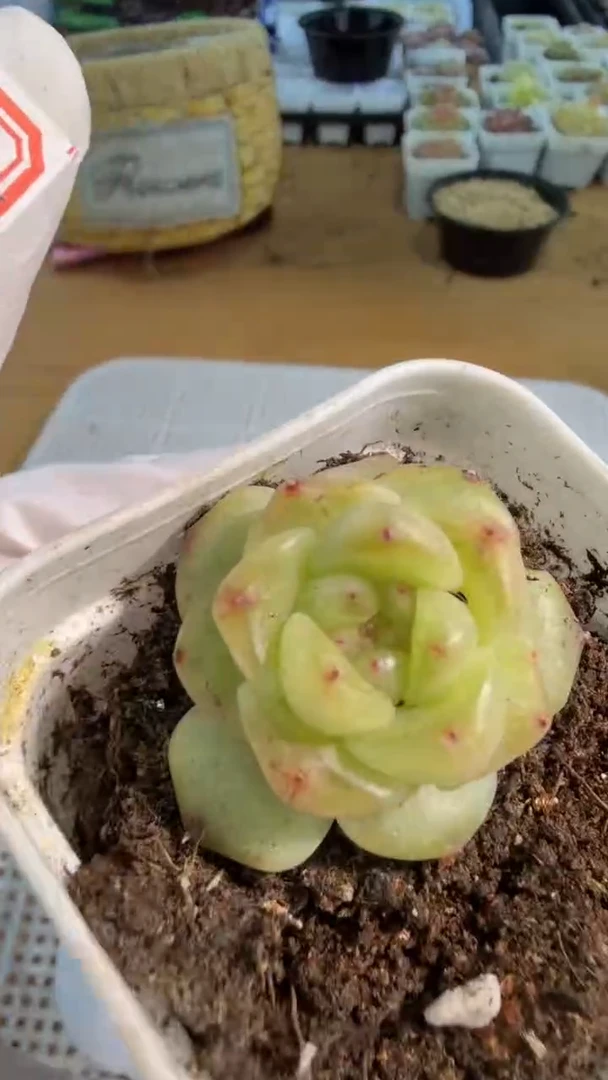 相柳五方一盆 单双混 量拍混发