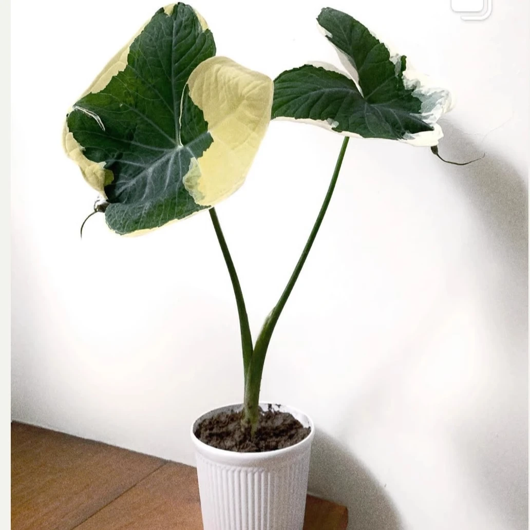 米奇海芋米老鼠Alocasia海芋白锦芋头泰国进口植物庭院网红新品