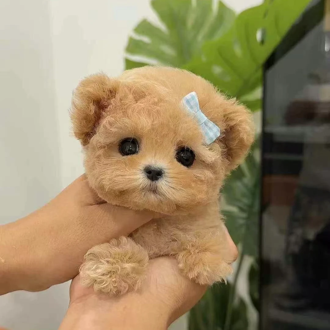 【常州常宠汇犬舍】柴犬小体博美比熊泰迪熊马尔熊犬活体链接①