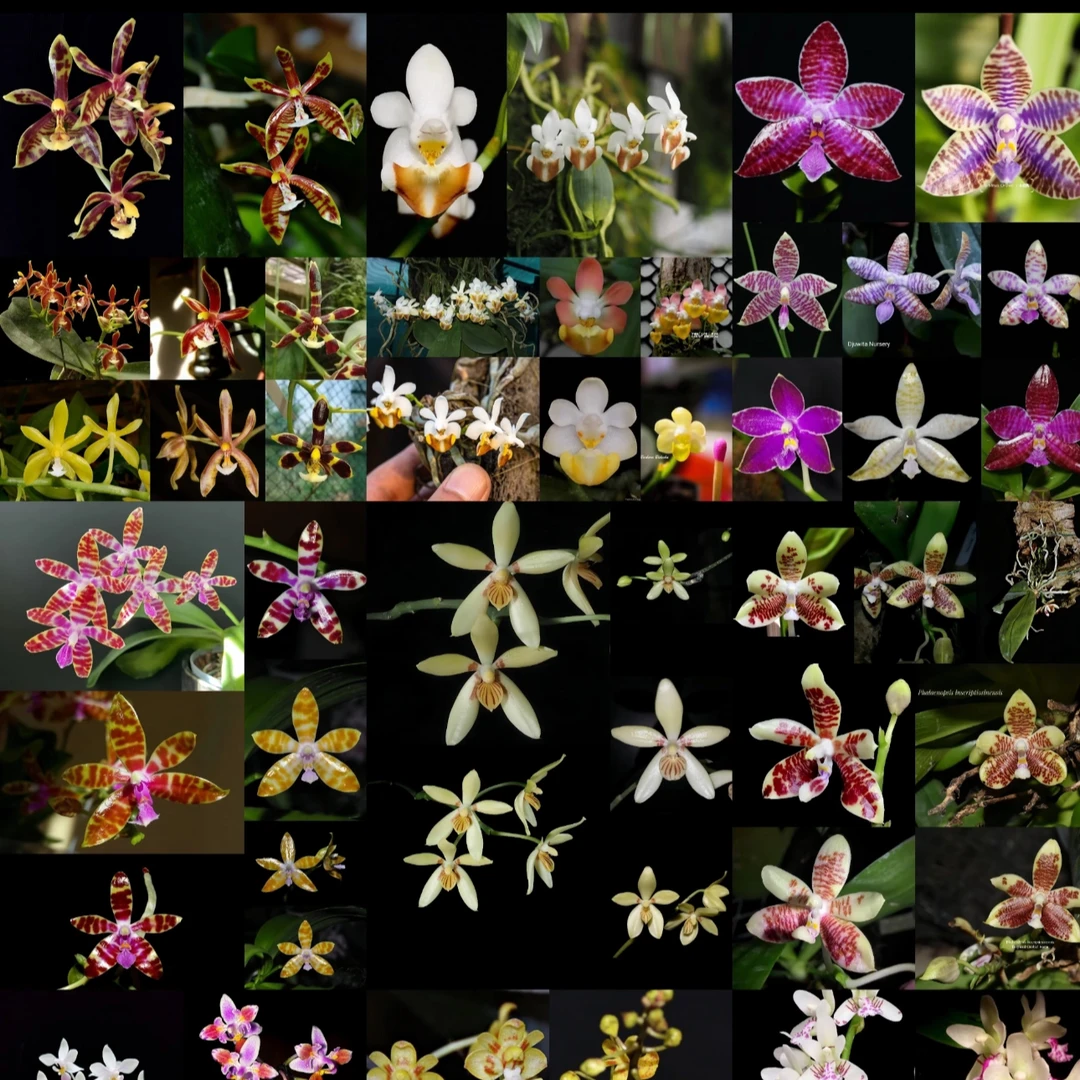 原生蝴蝶兰专拍188-388