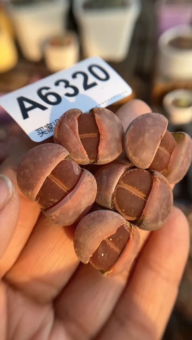 【闪购商品】6320直播一物一拍