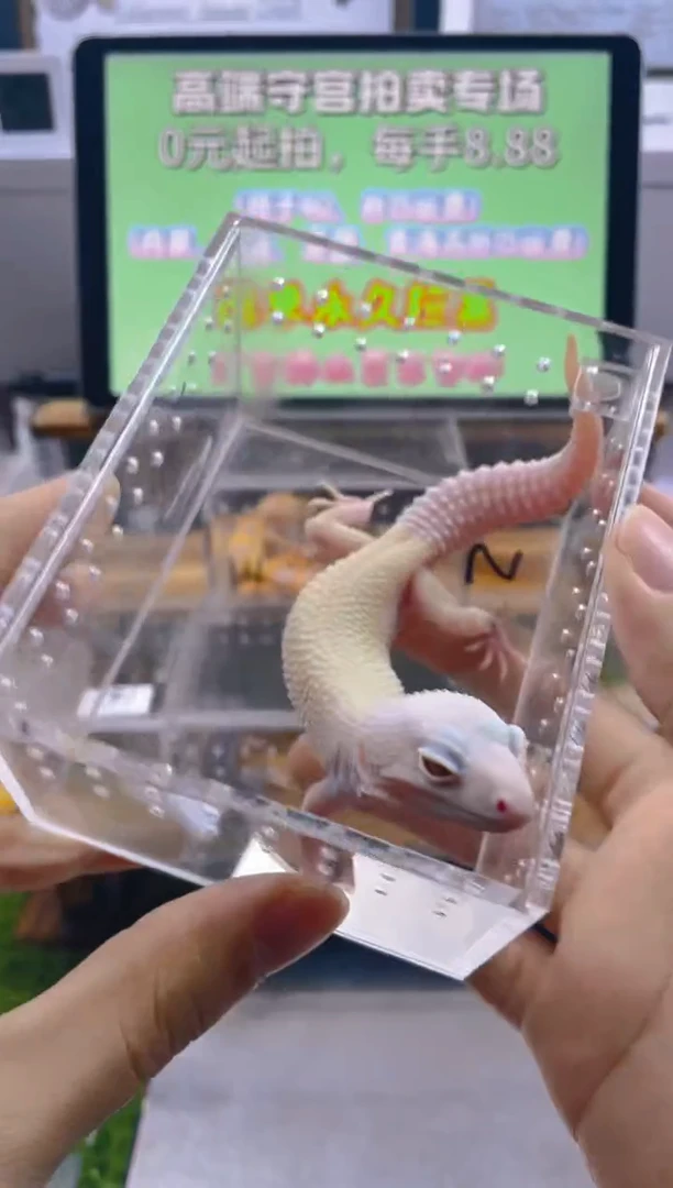 豹纹守宫豹纹守宫肥尾苗子亚成成体