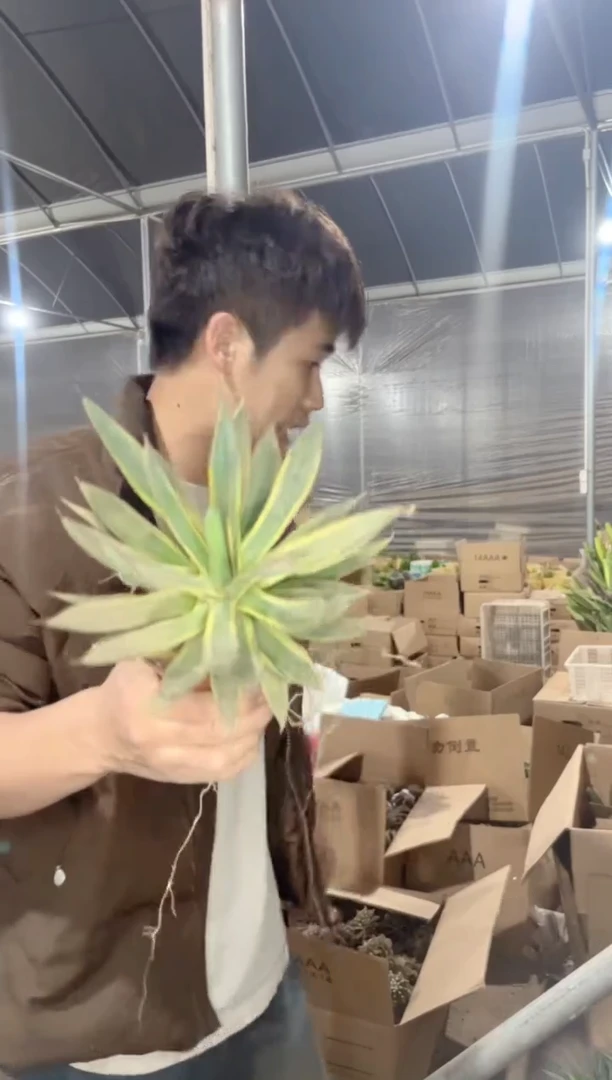 【闪购商品】陇雷 锦