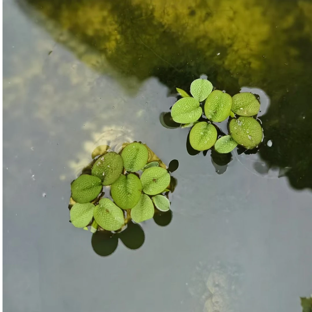 2斤槐叶浮萍 水草植物 鱼缸水生植物养龟漂浮古法造景水面乌龟缸