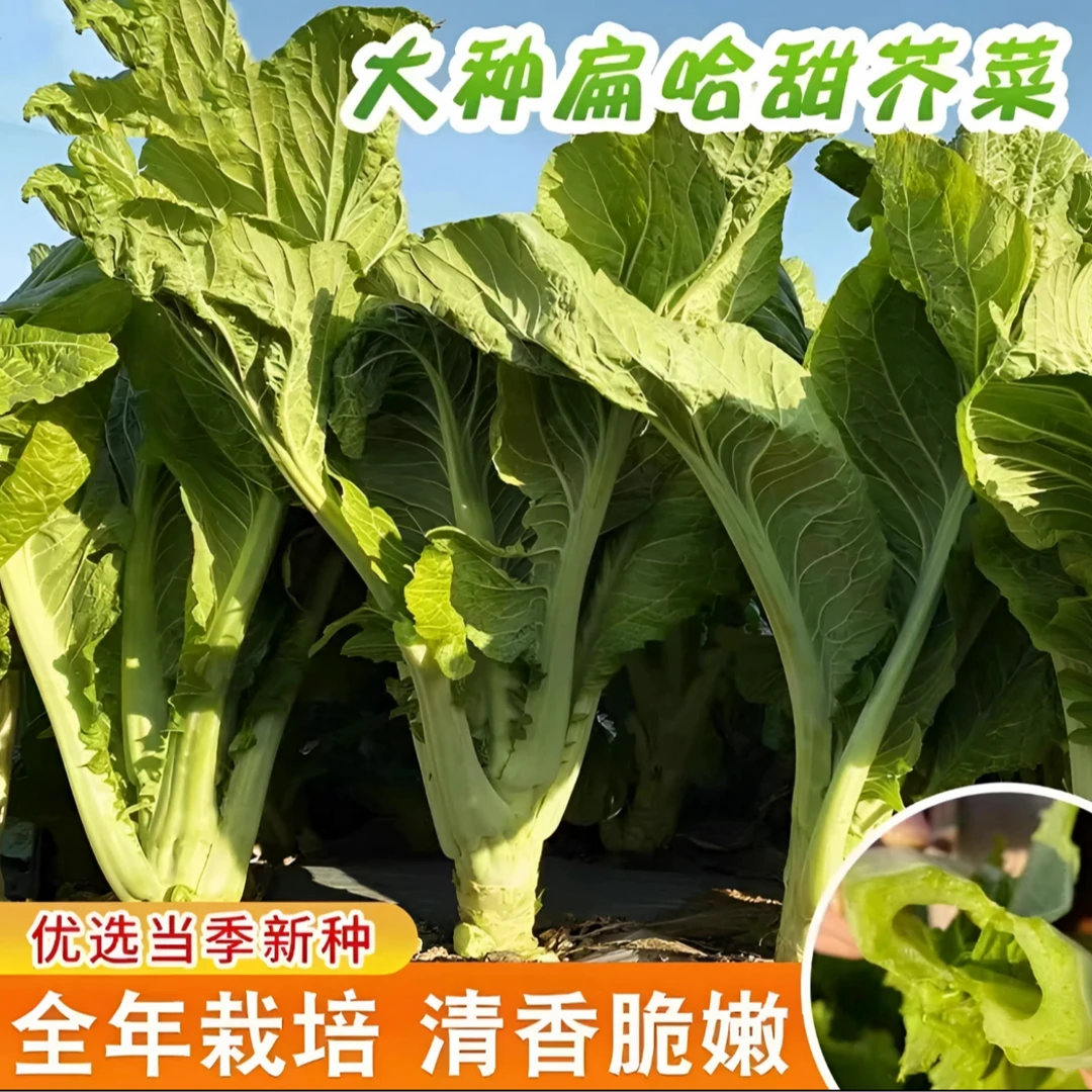 【大叶甜芥菜种子】阳台庭院四季盆栽种植农家菜园地芥兰蔬菜种籽