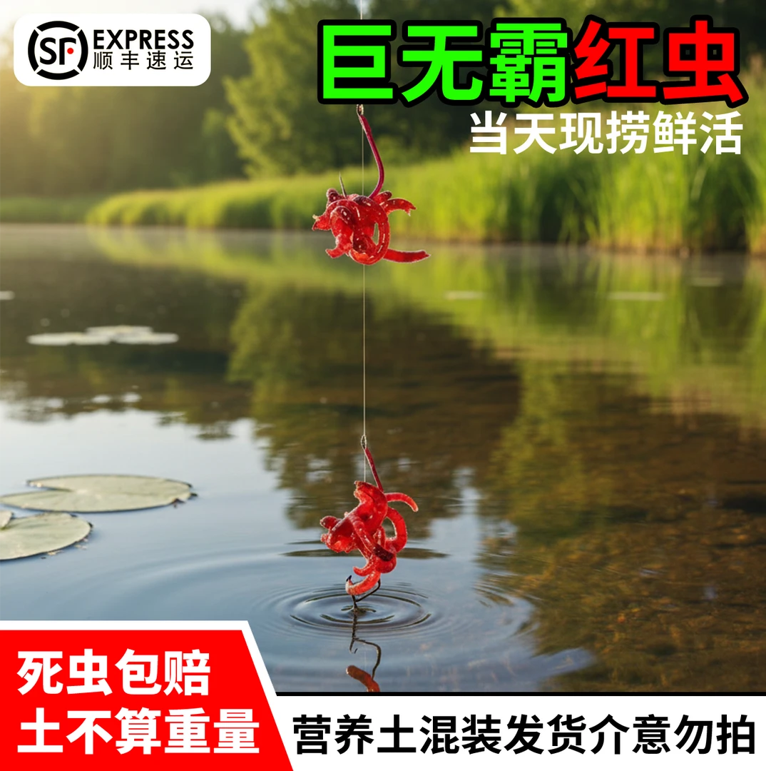【顺丰特快】特价鲜活红虫特大号挂钩鸣虫批发饵料活饵适用野鲫鱼