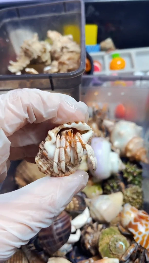 陌派有钳寄居蟹301