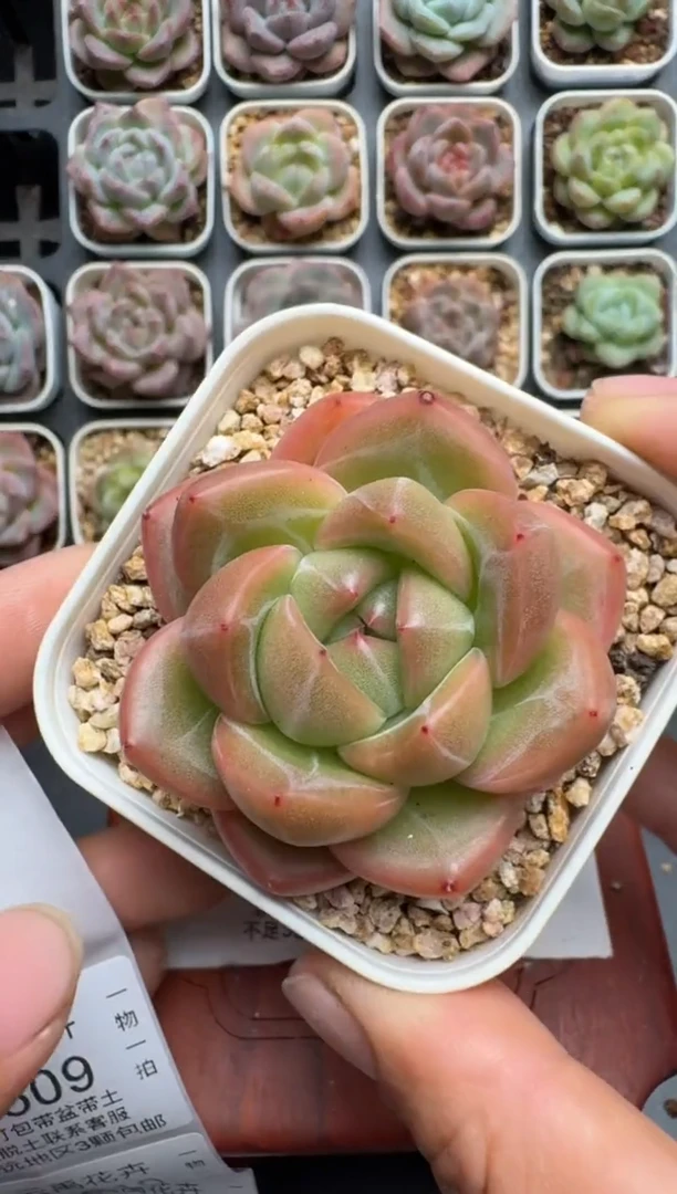 608N当天拍3颗包柚 带盆土发纸巾打包 云禹花卉 珍妮多肉植物