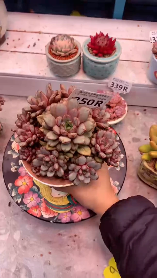350R（一物一拍，精品多肉，所见即所得 ）