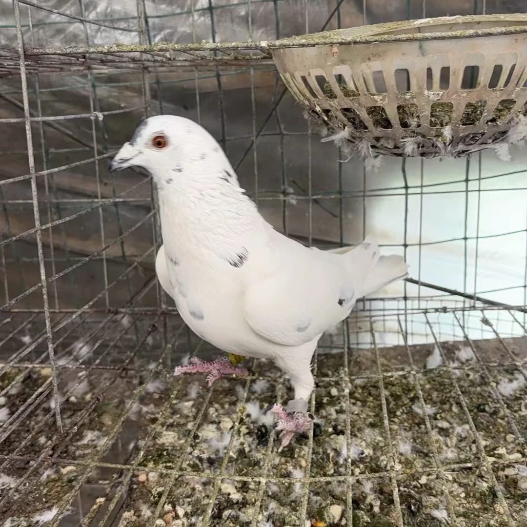 老鸽粮五谷杂粮幼鸽粮