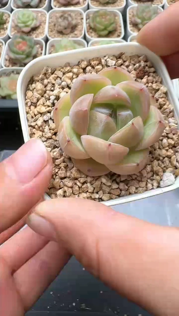 537C云禹多肉植物 带盆土纸巾打包 3颗包邮