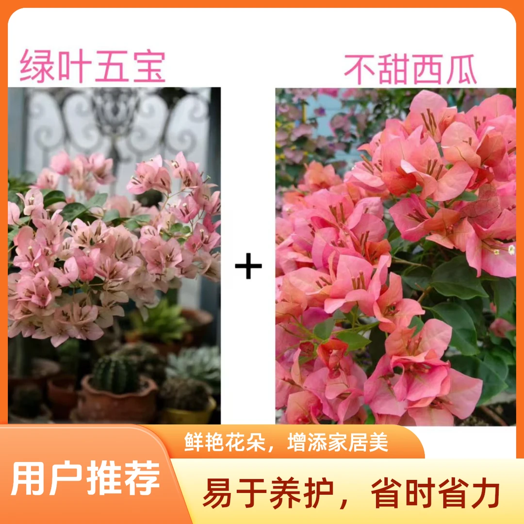 绿叶五宝+不甜西瓜（名贵组合）到手2颗三角梅基地直邮不带花不带盆