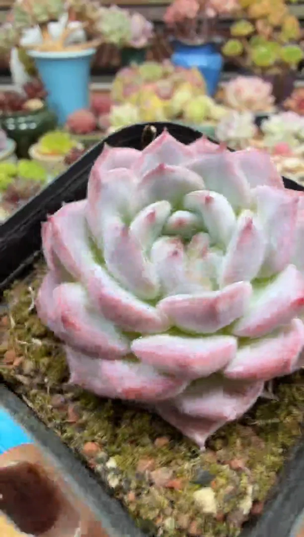 东云多肉园二店-557