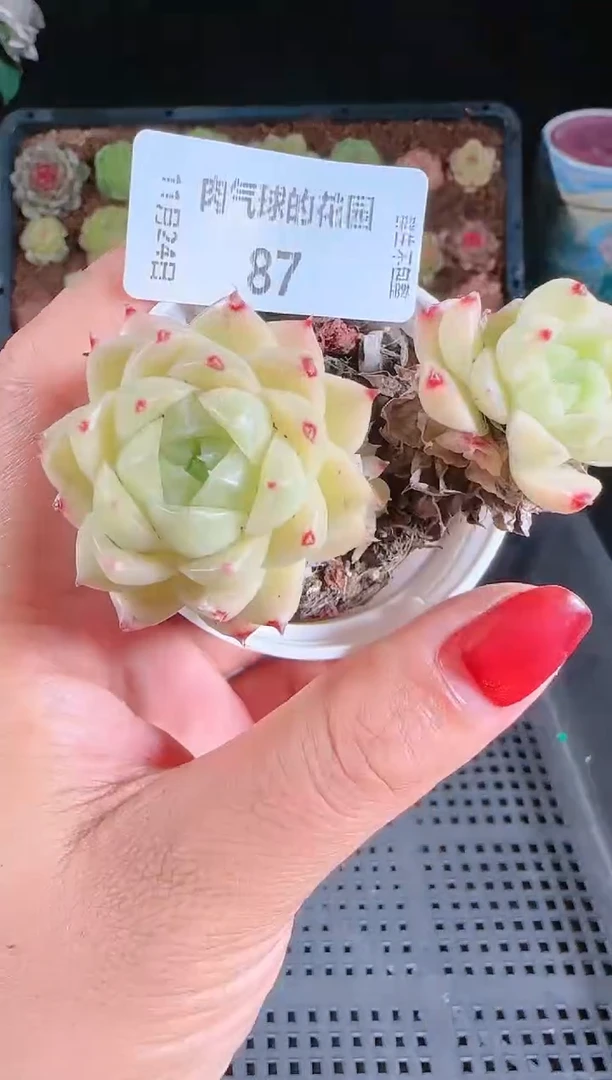 1124-87群生不包整