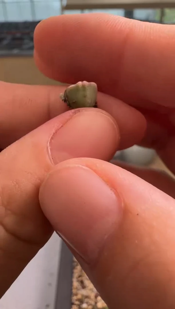 8-286多肉植物肉锥