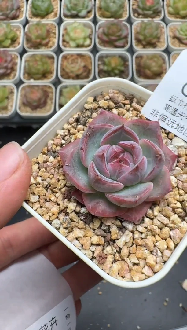 407G云禹多肉植物 脱土纸巾打包 3颗包邮