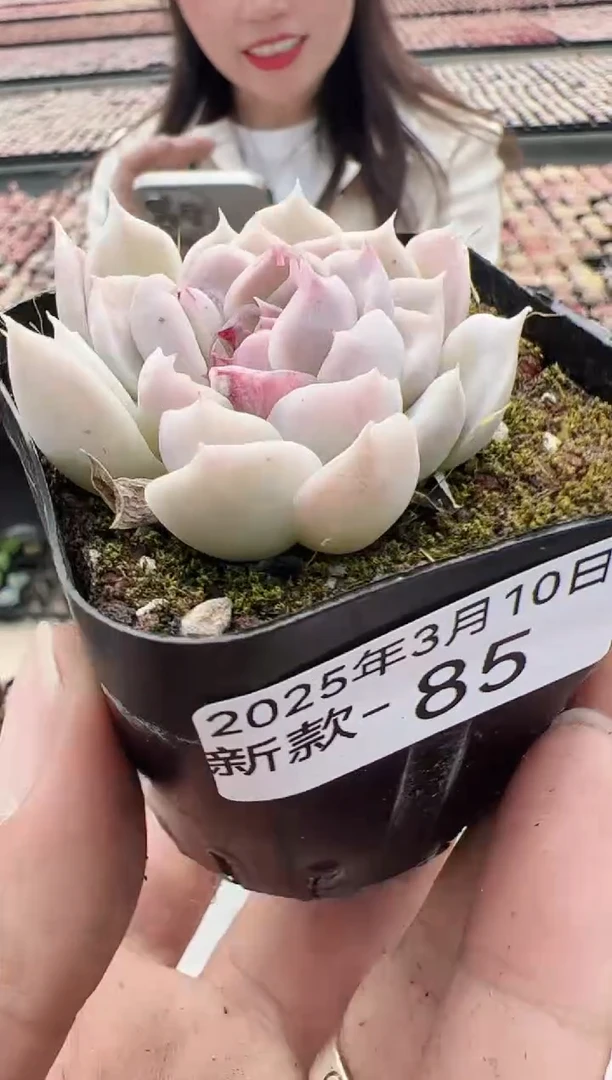 【闪购商品】新款多肉-85