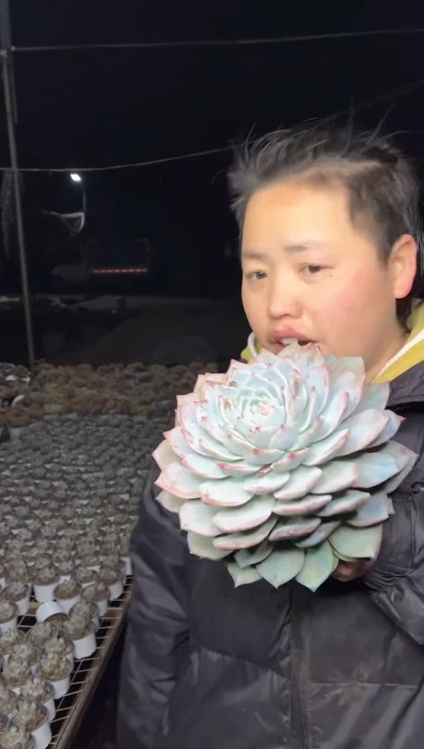 【闪购商品】105-大单头粉蓝鸟16cm8