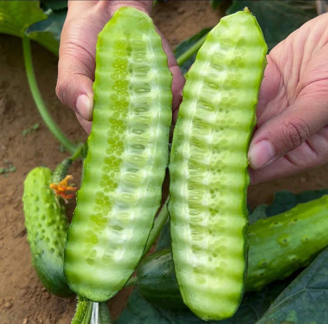 全雌香黄瓜种子家庭阳台小院盆栽地栽四季种植