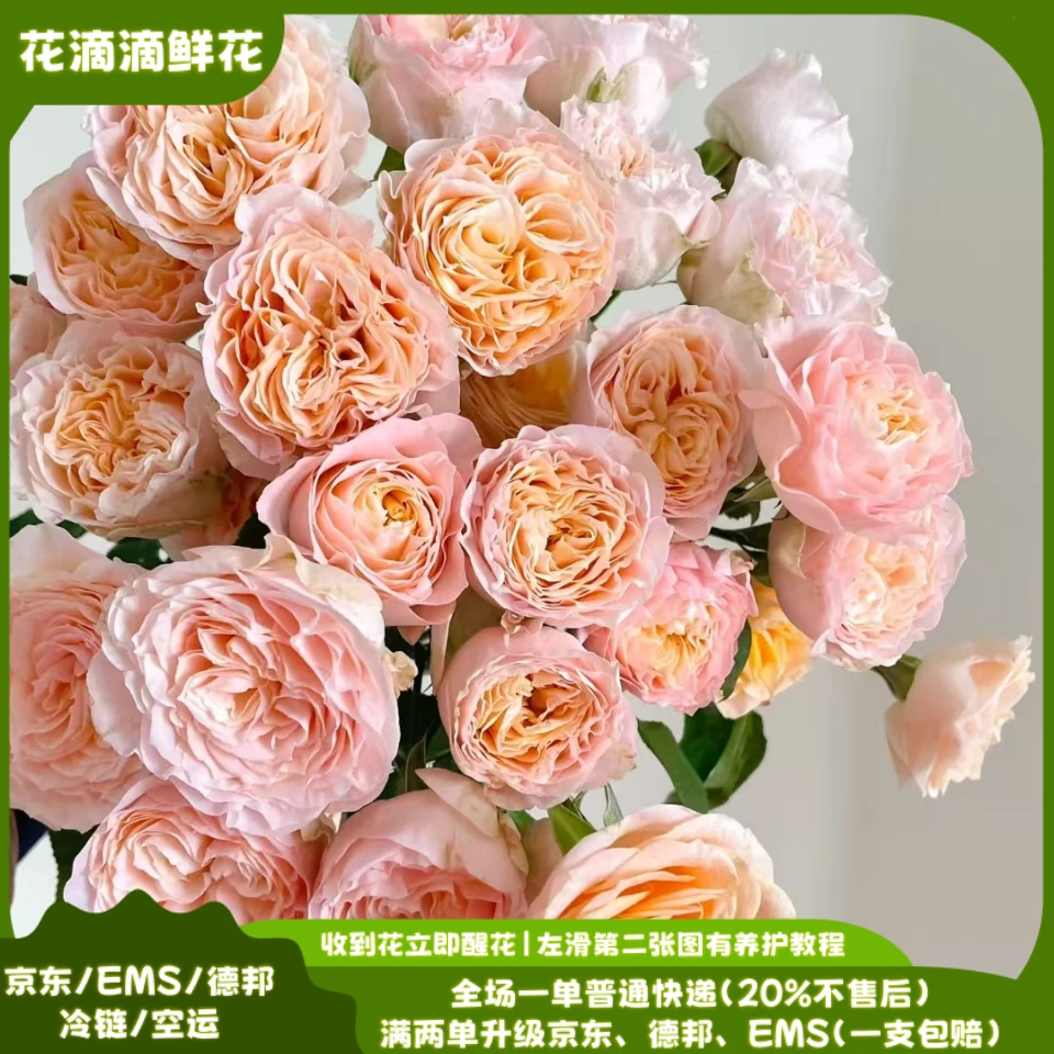 稀有多头玫瑰米奇，云南高品质鲜花