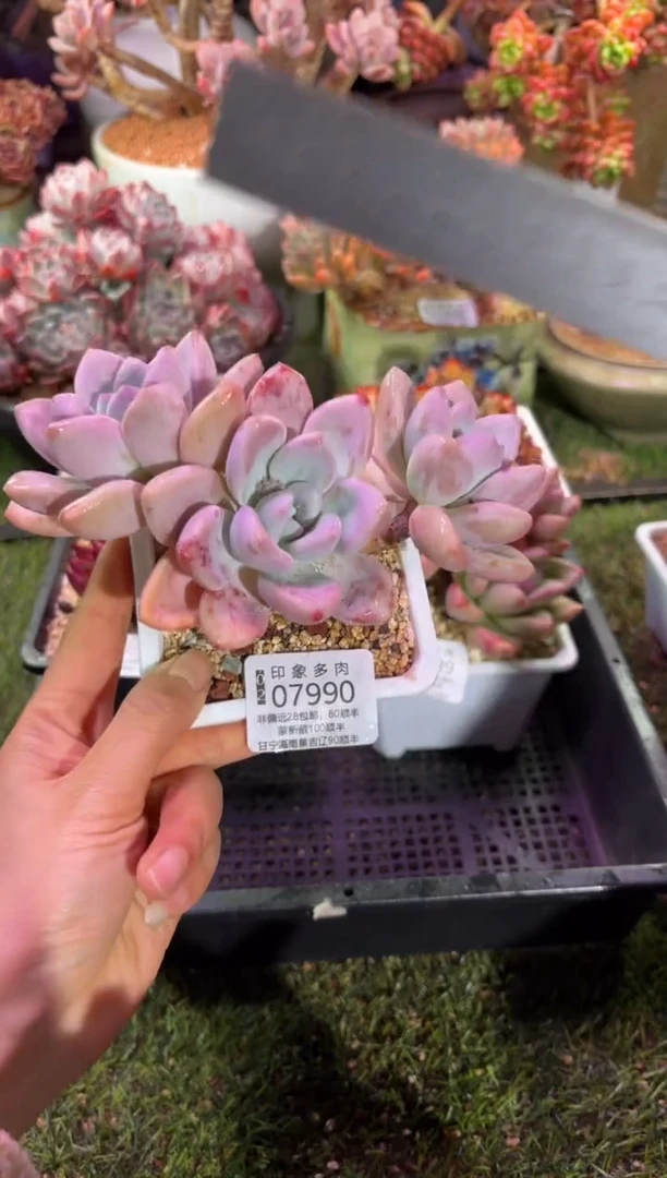 【闪购商品】07990