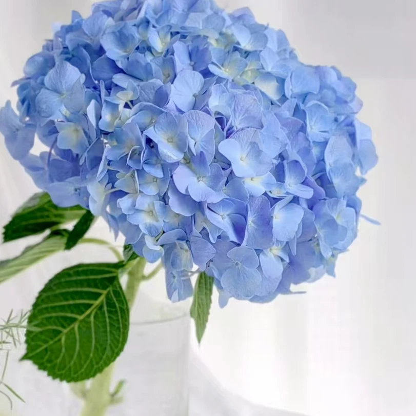【次日达·元气微笑】鲜花套餐家居生活鲜花·全场任意两单顺丰送货上门·今天拍明天到·基地直发现采现发售后无忧