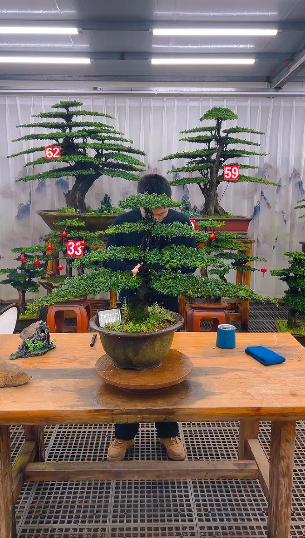 无花朵精品盆景直播间一物一拍