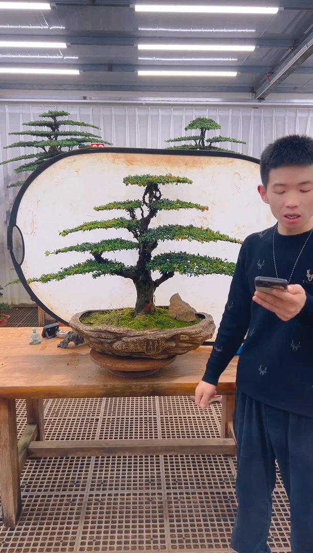 无花朵涅*哥精品盆景直播间一物一拍