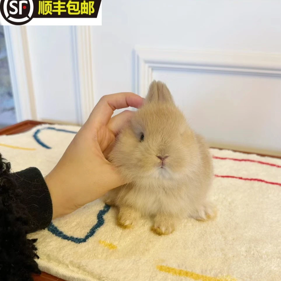 【直播专用】宠物兔活物侏儒兔垂耳兔长不大双血统不咬人顺丰包邮
