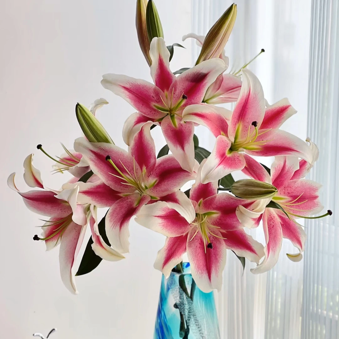 【糖果俱乐部AK】粉色香水百合  基地直发 | 全场鲜花任意两单包邮
