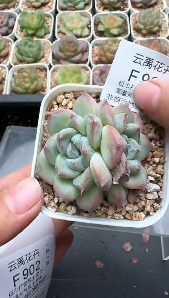 901F云禹多肉植物 默认脱土纸巾打包 3颗包邮