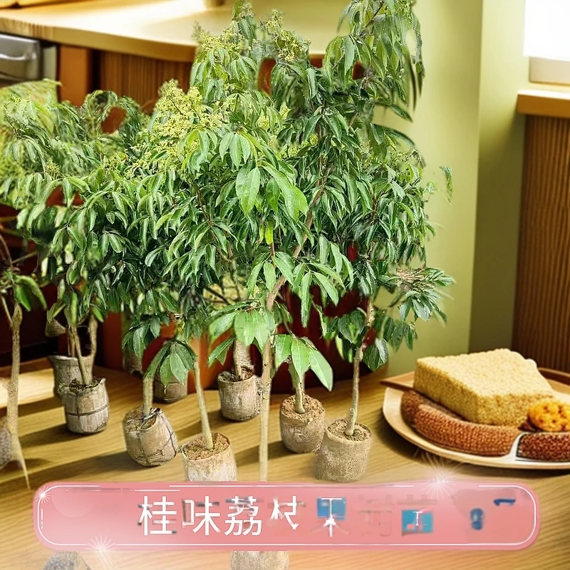 荔枝树苗无核桂味妃子笑糯米糍嫁接果树苗南北种植当年结果