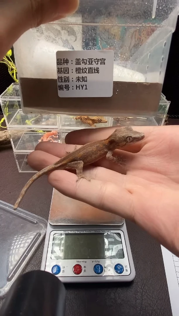 盖勾亚守宫鳞与尾 Scale Tail 爬宠HY1