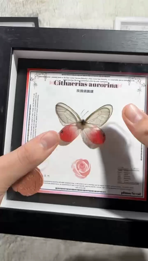 有机玻璃玫瑰晶眼蝶新