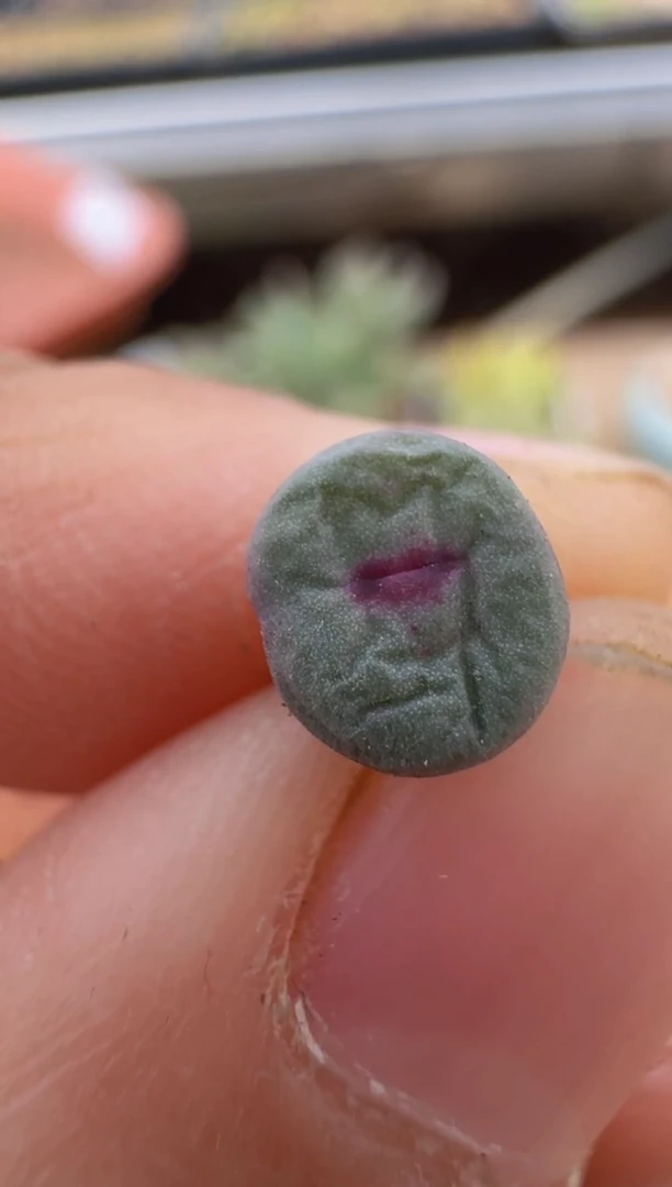 【闪购商品】9--33