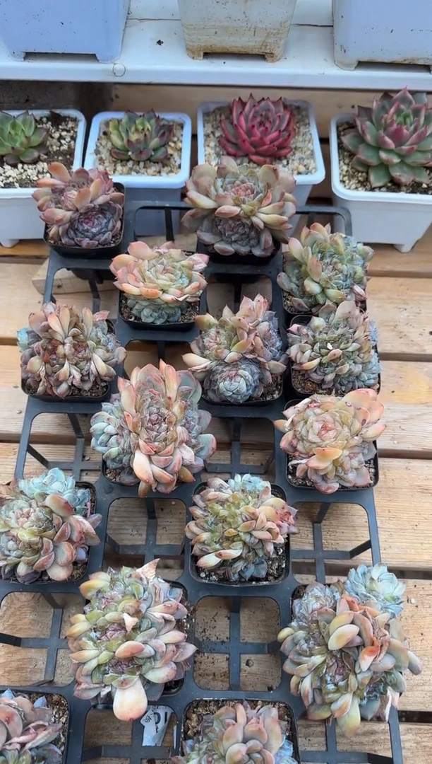 【闪购商品】0209-80糖心群70#（量拍）