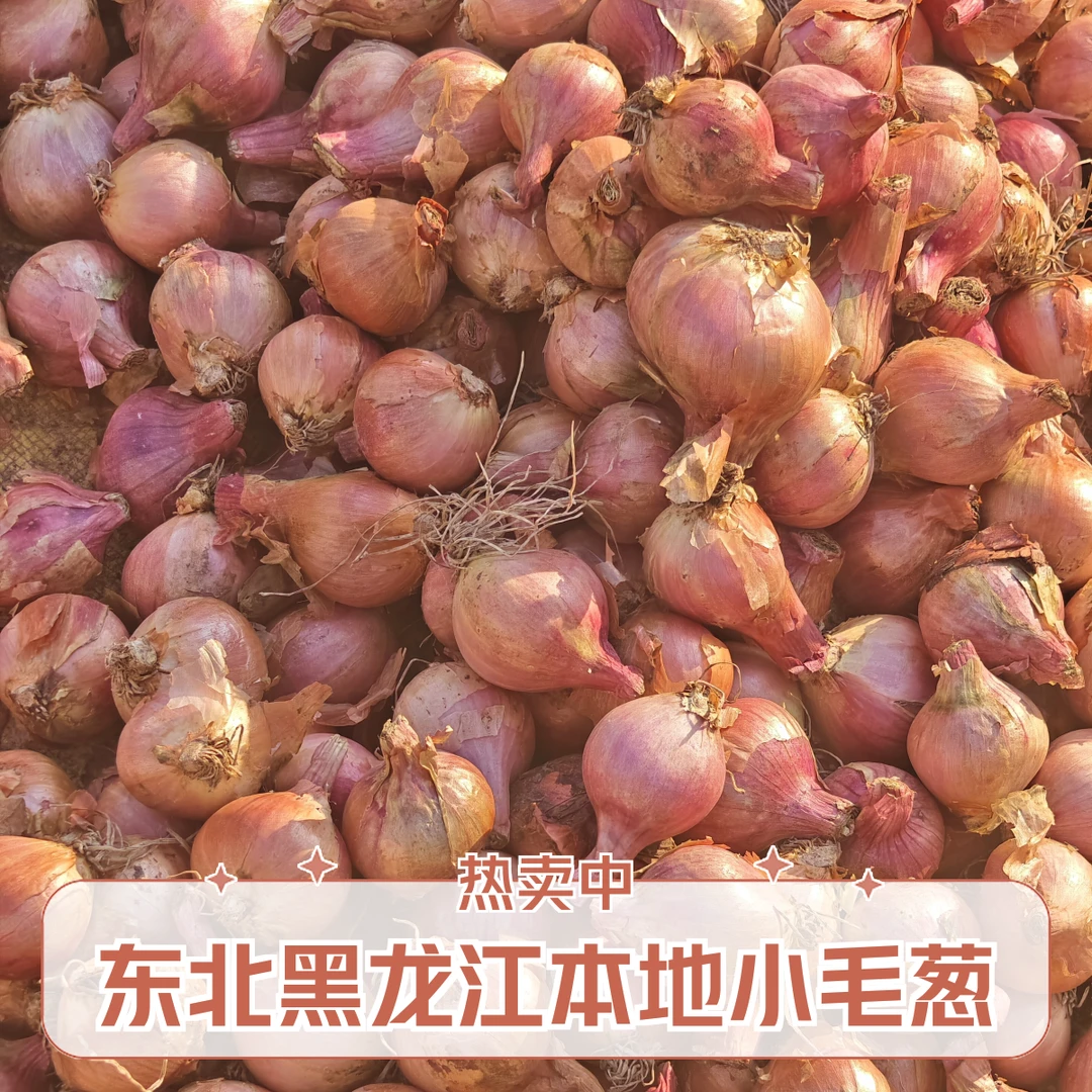 东北黑龙江本地毛葱颗颗手选