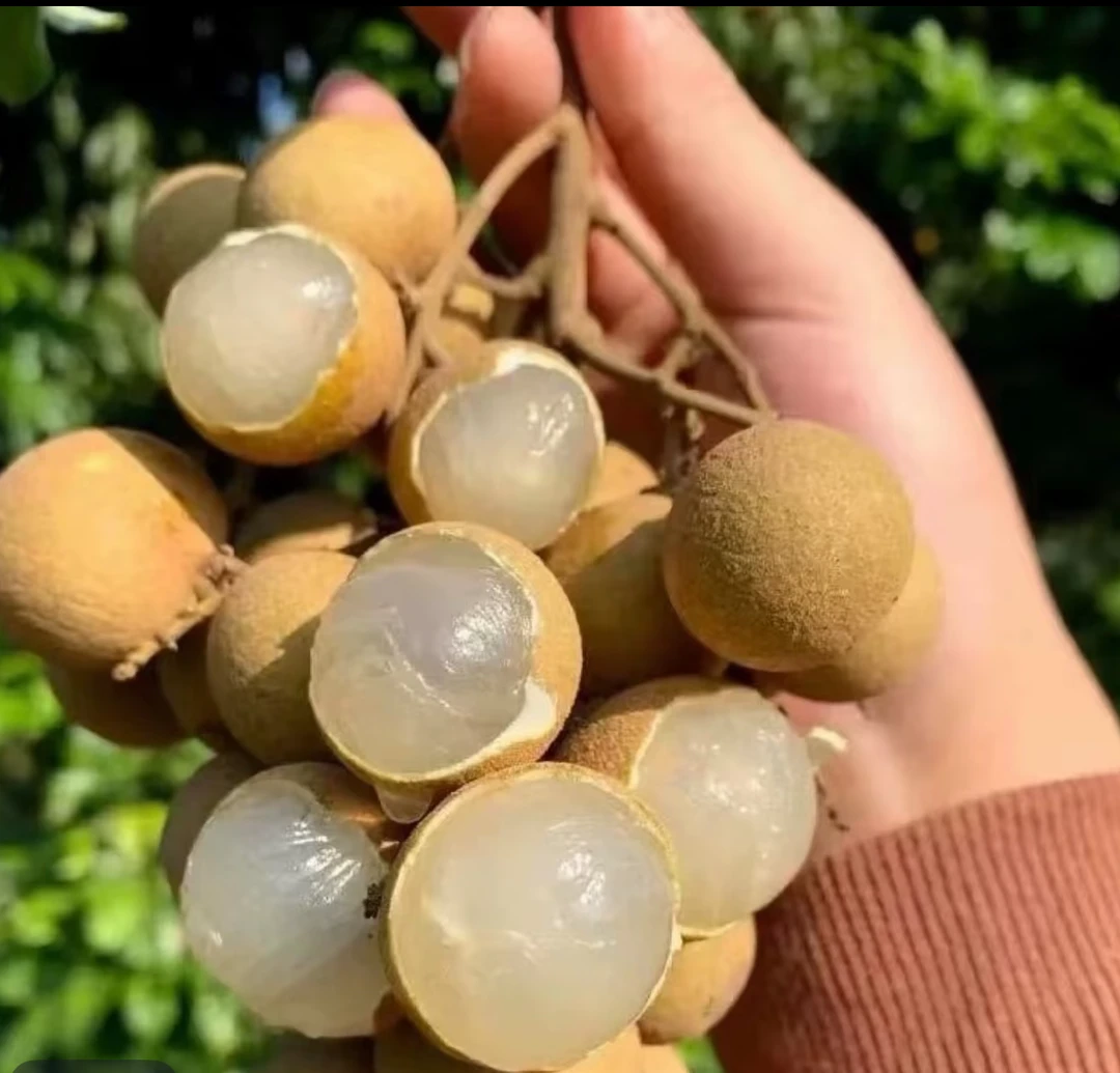 广东正宗储良龙眼新鲜现摘现发脆甜爽口当季水果新鲜桂圆