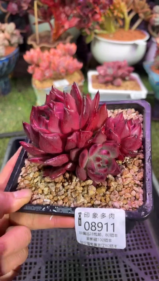 【闪购商品】08911