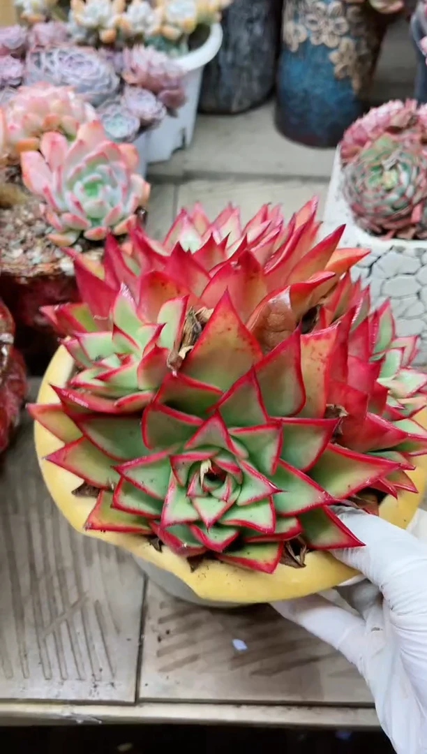 【闪购商品】19058