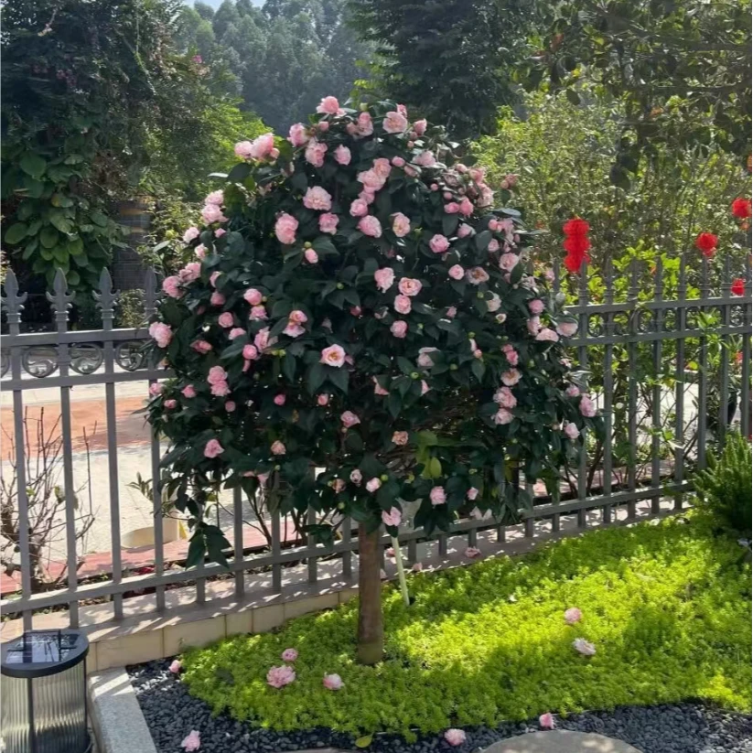 香妃茶花高杆棒棒糖 庭院别墅种植满树花苞