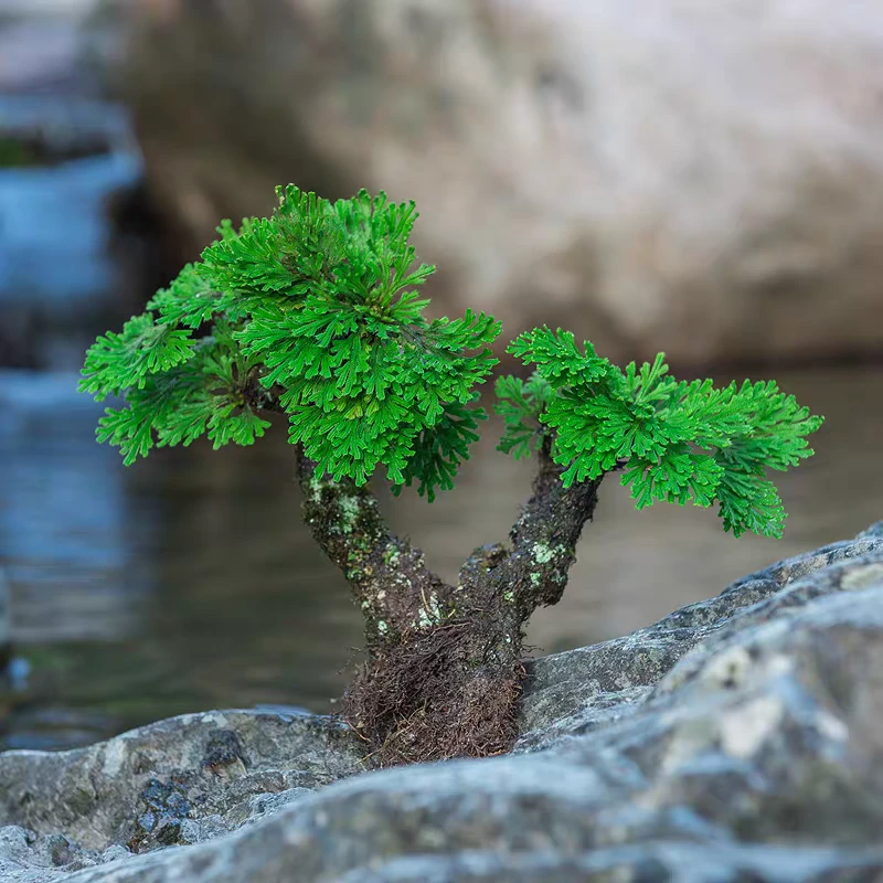 卷柏长生草九死还魂草假山造景适合室内外造景四季常青懒人绿植