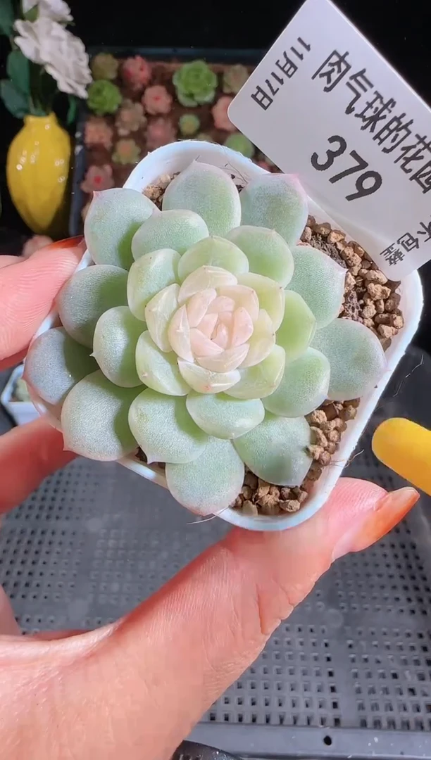 1117-379椰子冻麦秆群生不包整