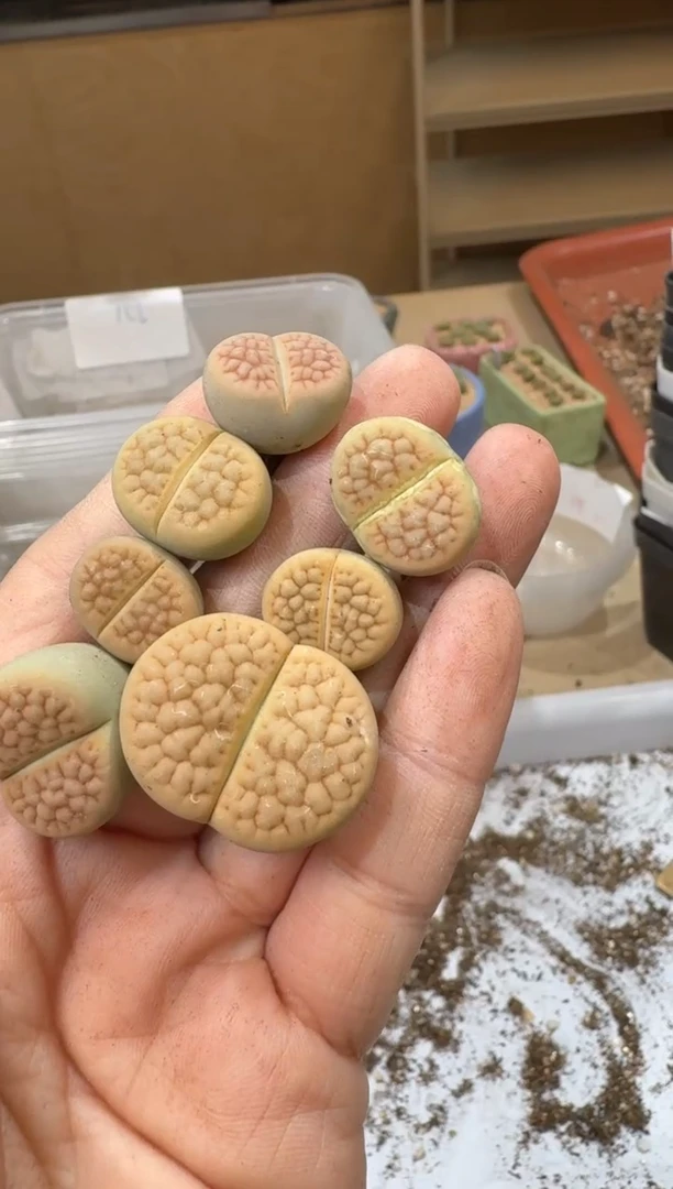 14-487多肉植物肉锥