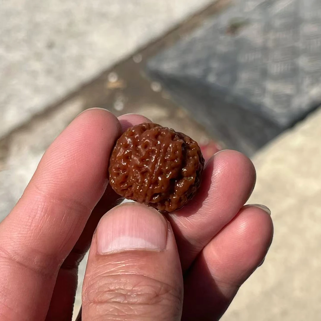 卓尔甄选（五龙至尊）姜黄皮全品超大尺寸高山精品大金刚文玩手串